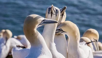 开云体育-索尔斯克亚：对手的进球犯规在先 足球不是橄榄球