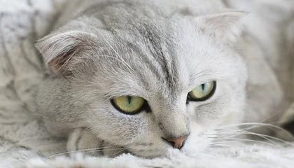 开云体育-索尔斯克亚：对手的进球犯规在先 足球不是橄榄球